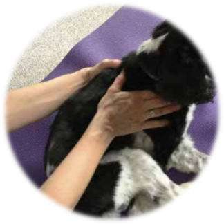 Massage:  Massage Session for Your Pet